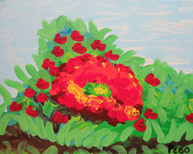 Red Field Succulents