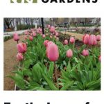 Myriad Gardens For the Love of Tulips